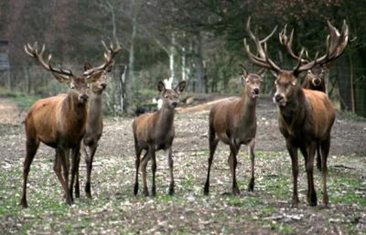 Wildtiere können in der Dübener Heide beobachtet werden.
