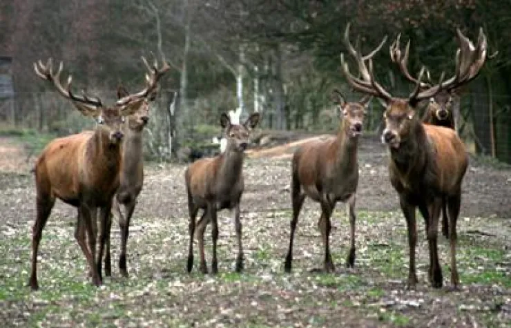 Bild: Modellprojekt Erlebnis Wildtier soll Gäste in die Dübener Heide locken