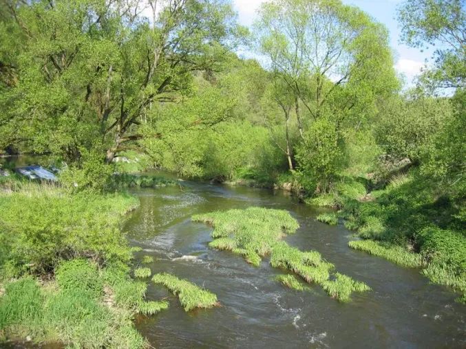 Erhalt von Flussauen ist Hochwasser- und Artenschutz Bild: Erhalt von Flussauen ist Hochwasser- und Artenschutz