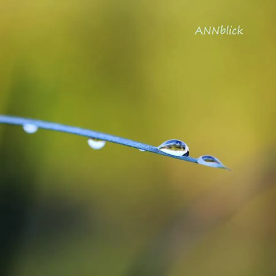 Ferien. Und dennoch früh aufstehen. Durch das Tal laufen. Das Gras riecht frisch nach Sommer.