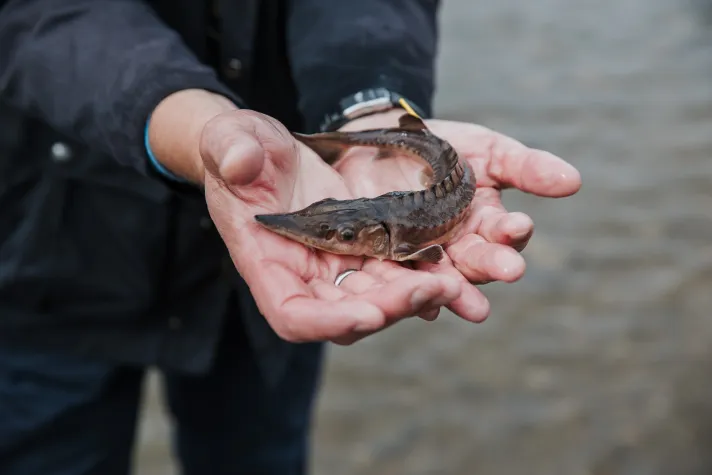 Bild: Ein Fluss, eine Hoffnung: 100 junge Störe sollen in der Elbe eine neue Heimat finden