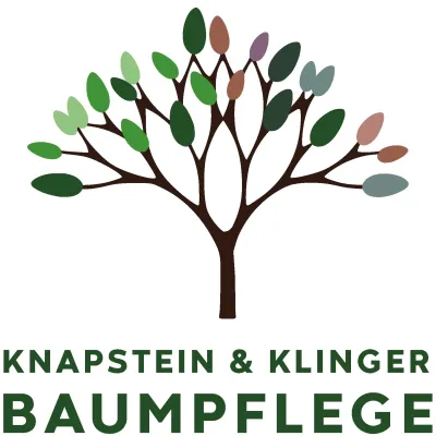Bild: Baumpflege in Köln: Wann wird der eigene Baum zum Sicherheitsrisiko?
