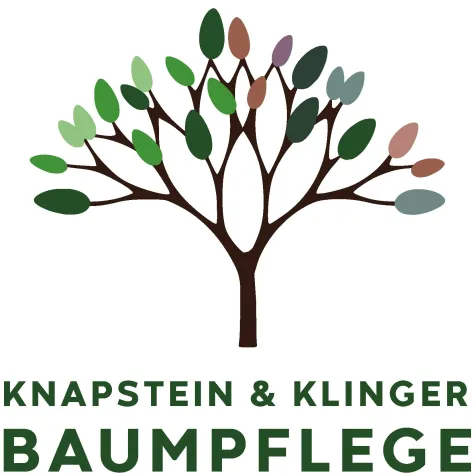 Baumpflege in Köln: Wann wird der eigene Baum zum Sicherheitsrisiko? Bild: Baumpflege in Köln: Wann wird der eigene Baum zum Sicherheitsrisiko?