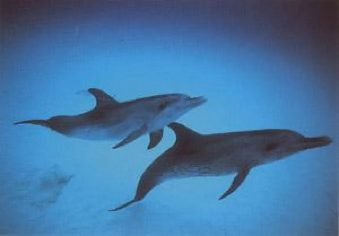 Fleckendelphine vor der Küste La Gomeras   Foto: Archiv Delphin Institut Freiburg