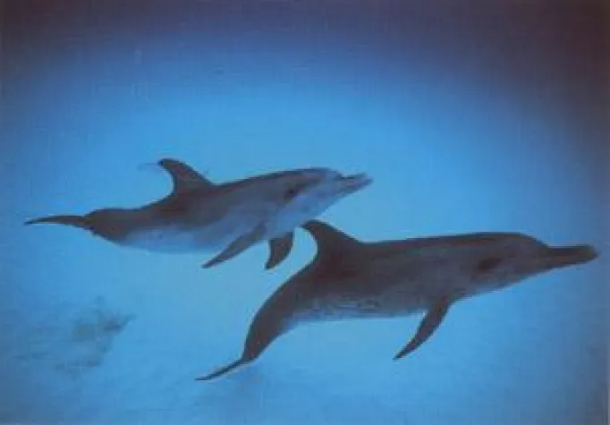 Bild: DelphinBegegnungen und DelphinSeminare auf La Gomera