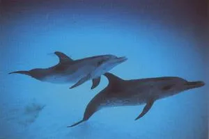 DelphinBegegnungen und DelphinSeminare auf La Gomera Bild: DelphinBegegnungen und DelphinSeminare auf La Gomera