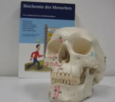 Bild: Erfolgreicher Vorsemester Medizin Kurs am RBZ Köln