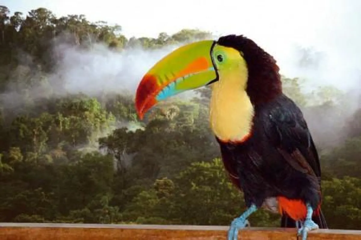 Farbenfroher Tukan im Regenwald Costa Ricas