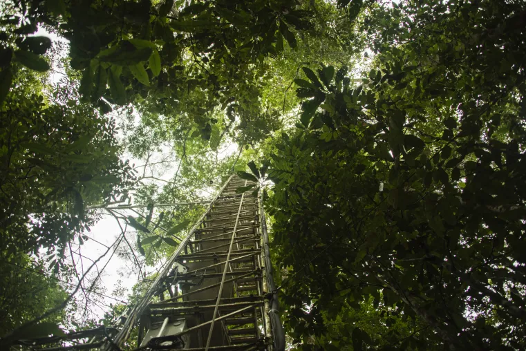 Amazonas-Regenwald reagiert auf El-Niño-Dürre mit neuen chemischen Schutzstoffen Bild: Amazonas-Regenwald reagiert auf El-Niño-Dürre mit neuen chemischen Schutzstoffen
