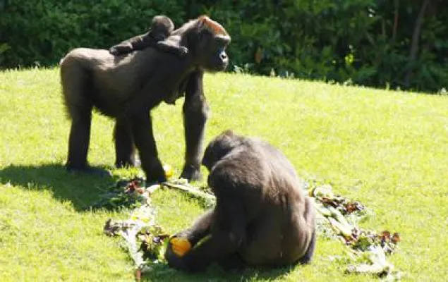Bild: Gorillababy im Erlebnis-Zoo Hannover heißt „Mayumi“