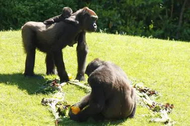 Bild: Gorillababy im Erlebnis-Zoo Hannover heißt „Mayumi“