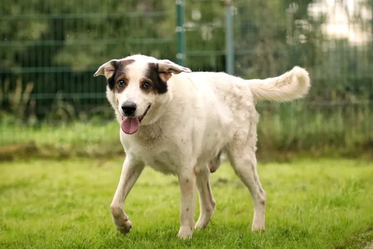 Mischlingshund Pico, das erste Patentier von vergleichen-und-sparen.de Bild: Mischlingshund Pico, das erste Patentier von vergleichen-und-sparen.de