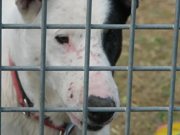 Bild: Kritik an Zirkus Mercury an der Engelbergschule in Weilimdorf