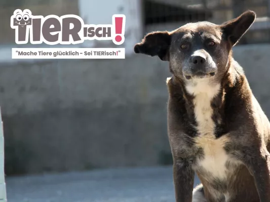 Bild: Mache Tiere glücklich - Sei TIERisch!