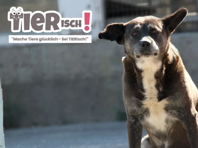 Mache Tiere glücklich - Sei TIERisch! Bild: Mache Tiere glücklich - Sei TIERisch!