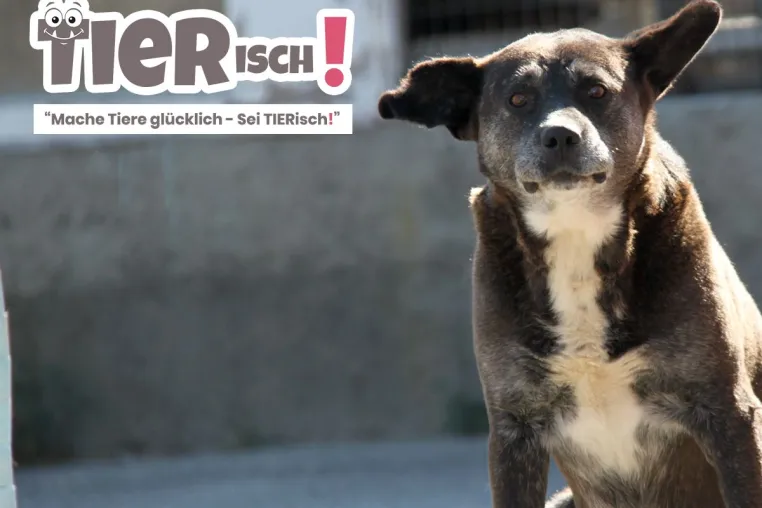 Bild: Mache Tiere glücklich - Sei TIERisch!