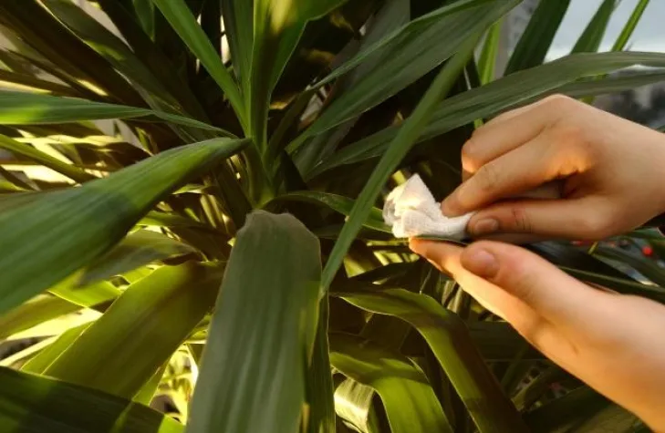 Büropflanzen pflegen und Investitionen schützen Bild: Büropflanzen pflegen und Investitionen schützen