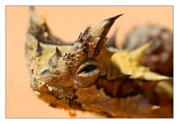 Bild: Foto-Workshop Makrofotografie im TerraZoo Rheinberg