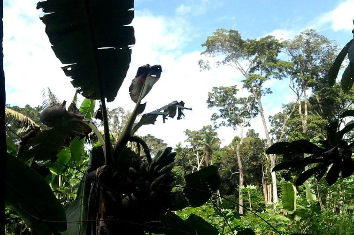 Im Dschungel von Peru