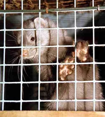 Bild: Nerzfarm, Nerze in Pelztierfarmen - Umfangreiches Bildmaterial auf tierschutzbilder.de