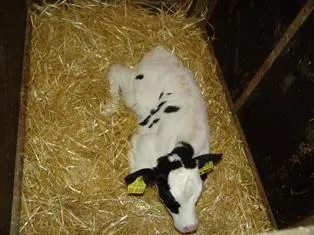 Bild: 2-tägiges Kälber-Intensiv-Seminar für Tierärztinnen und Tierärzte - 18. und 19.9. 09