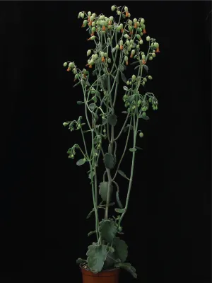 Bild: Sukkulenten als Vorbild: Neue Chance für Pflanzen bei Dürre?