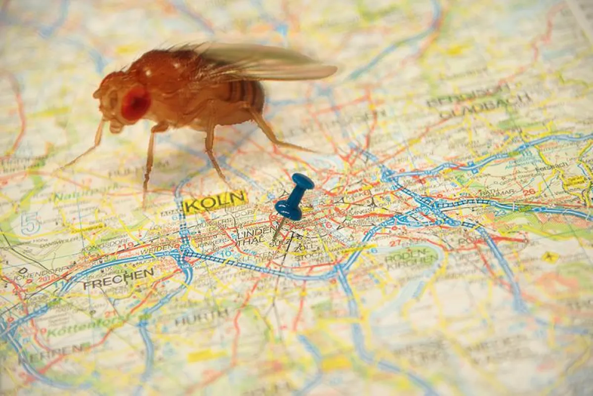 Im Modellorganismus Drosophila melanogaster wurde eine Karte der gewebespezifischen Antwort erstellt. (@Tain/Groenke/Link/Max-Planck-Institut für Biologie des Alterns)