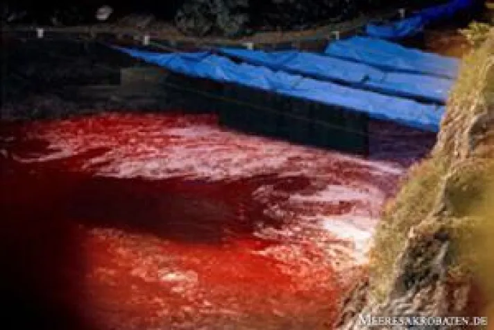 Bild: Japanische Schulkinder erhalten Quecksilber-verseuchtes Delfin-Fleisch/Weltweite Demonstrationen