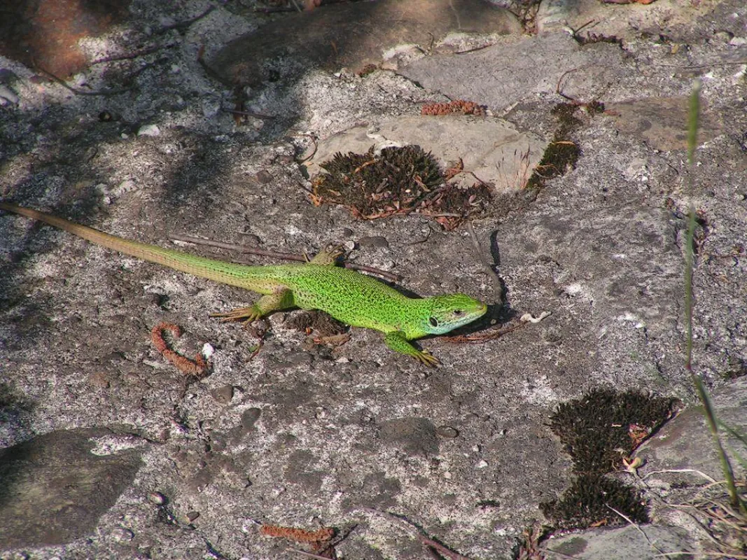 Reptil in der Natur: Smaragdeidechse (Foto: Schallehn, Italien 2006; cc-by-sa)