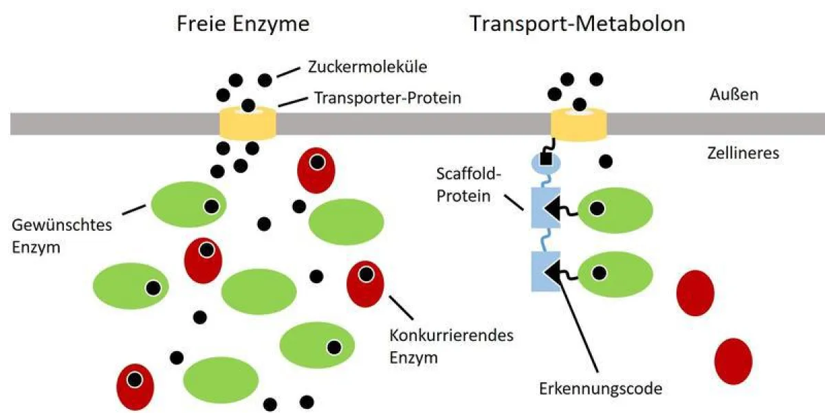 Damit der Zucker nur von Enzymen umgesetzt wird, die biotechnologisch gewünschte Produkte liefern (grüne Ovale), verknüpft man sie über eine Andock-Station direkt mit dem Transporter (rechtes Bild). (