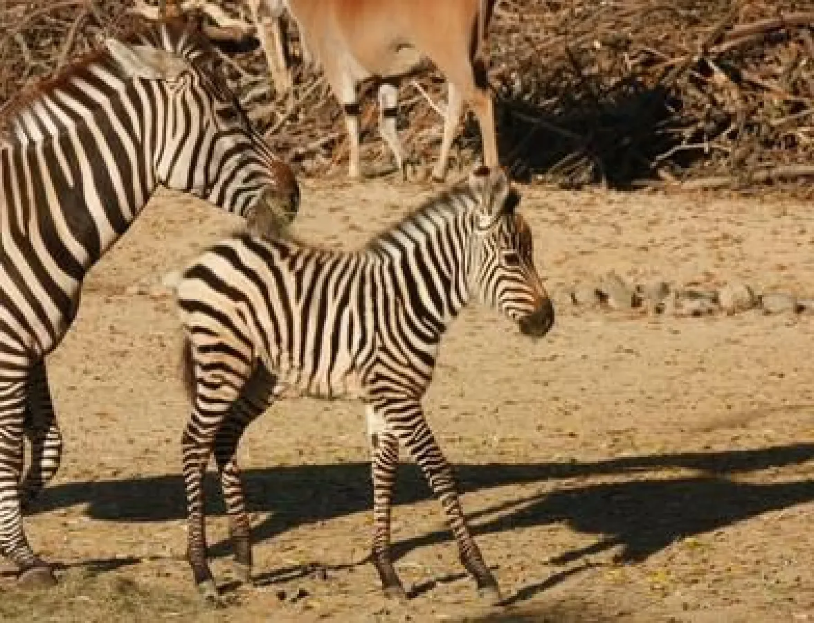 Nachwuchs bei den Steppenzebras!