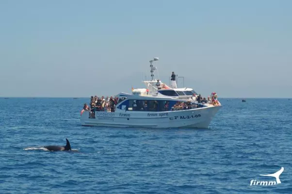 Bild: Orcas vor Afrika - Schwertwale auf Thunfischjagd in der Straße von Gibraltar