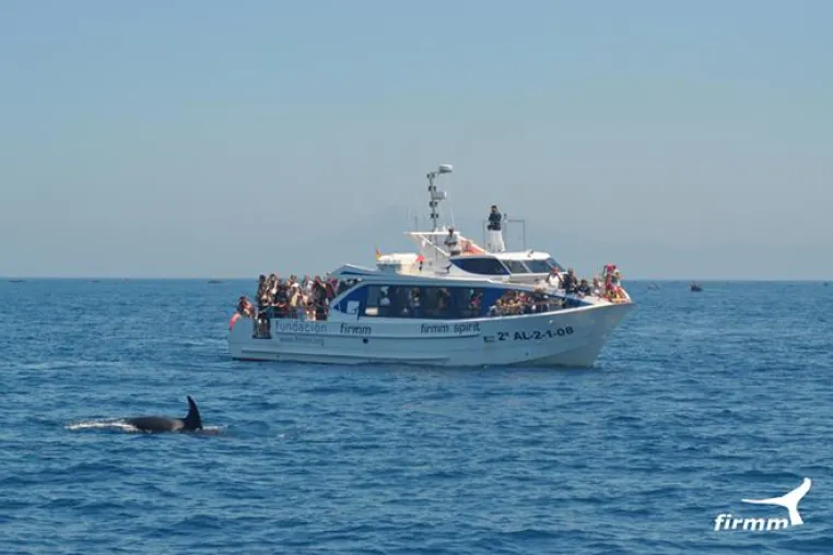 Bild: Orcas vor Afrika - Schwertwale auf Thunfischjagd in der Straße von Gibraltar