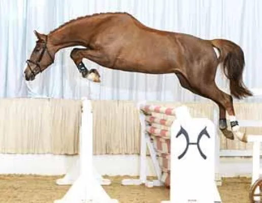 Reitpferdeauktion in Verden Bild: Reitpferdeauktion in Verden