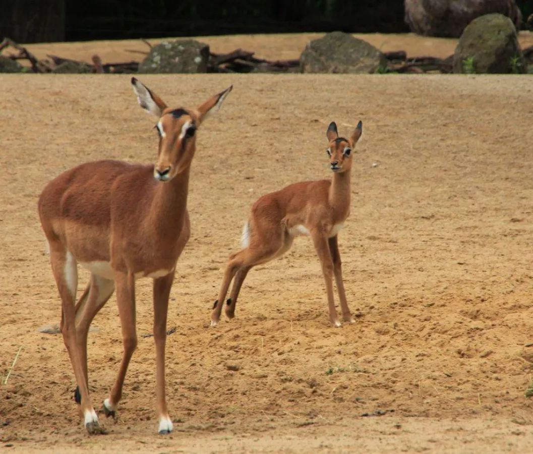 Impala-Jungtier mit Mutter