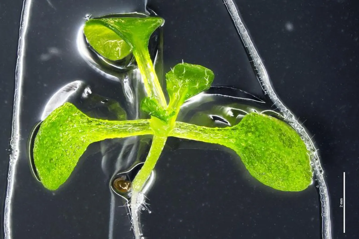 Thale cress (Arabidopsis thaliana) is ideally suited as a model organism for lab experiments.  (Photo: Emese Eysholdt-Derzsó)