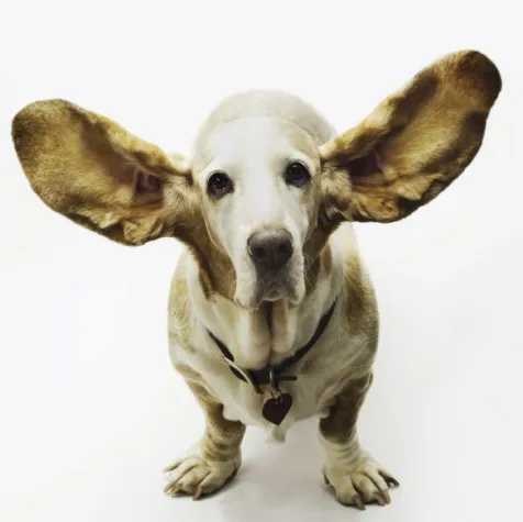 Bild: Zum Welttierschutztag: Vierbeiner oder Ehegatte - Wen setze ich vor die Tür?