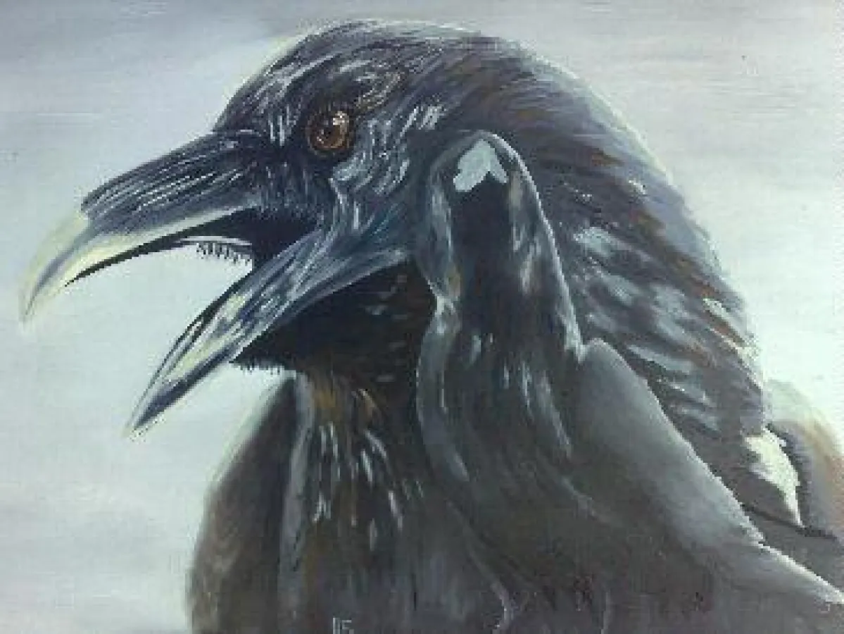 Ist dieser Rabe Ihr Krafttier?