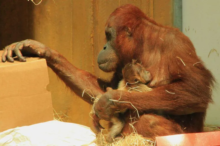 Bild: Erstes Orang-Utan-Baby seit 31 Jahren geboren