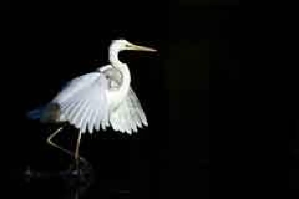 Ibis