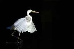 Birdwatching e Territorio Bild: Birdwatching e Territorio