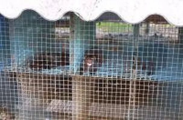 Bild: Letzte Pelzfarm Deutschlands steht in Rahden (Nordrhein-Westfalen)