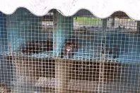 Bild: Letzte Pelzfarm Deutschlands steht in Rahden (Nordrhein-Westfalen)