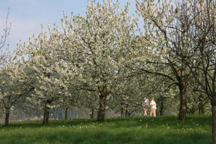 Kirschblüten soweit das Auge reicht - zur Kirschbaumblüte ins Markgräflerland Bild: Kirschblüten soweit das Auge reicht - zur Kirschbaumblüte ins Markgräflerland