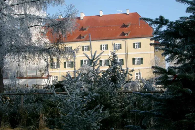 Bild: Traditionelles Christbaumschlagen im Dachauer Hinterland