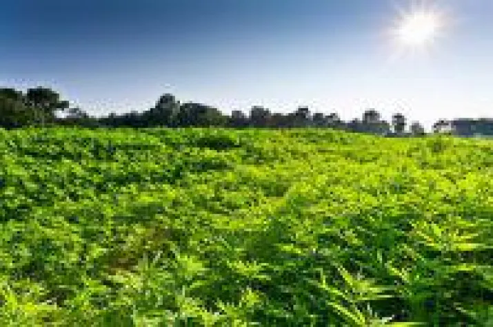 Bild: Caparol: Mit Hanf grüner dämmen