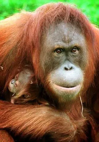 Bild: Orang-Utan aus Hannover reist nach Jersey