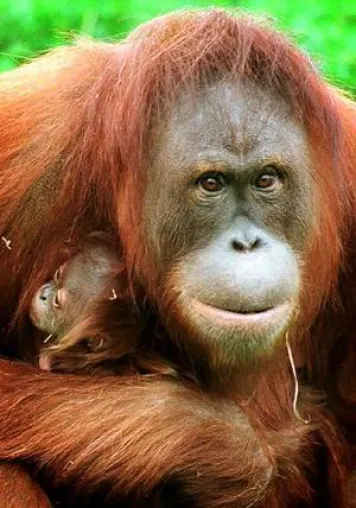 Orang-Utan aus Hannover reist nach Jersey Bild: Orang-Utan aus Hannover reist nach Jersey