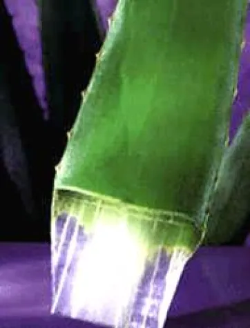 Aloe Vera voll im Trend Bild: Aloe Vera voll im Trend