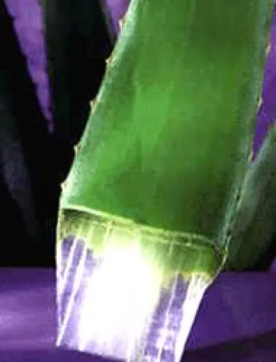 Aloe Vera voll im Trend Bild: Aloe Vera voll im Trend
